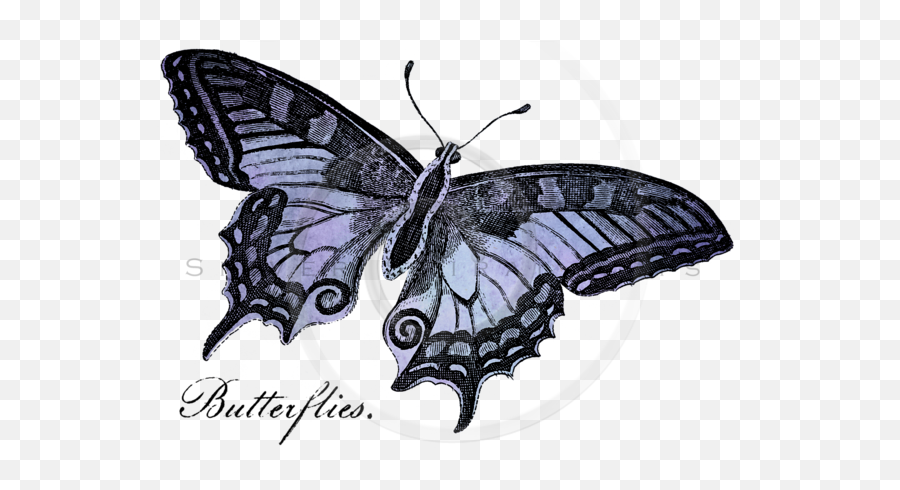 Vintage Butterflies Isolated Png - Silverspiralarts Black Swallowtail,Png Butterfly