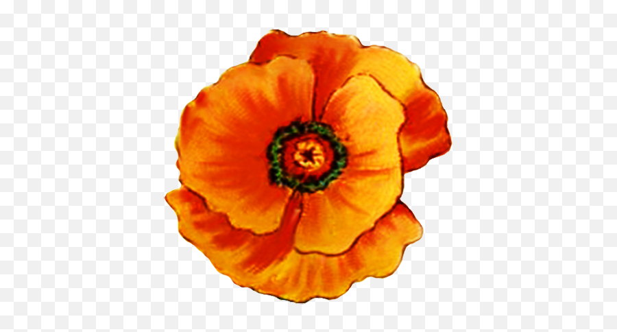Digital Scrapbooking Flowers - Orange Poppy Flower Clipart Png,Yellow Flower Transparent Background