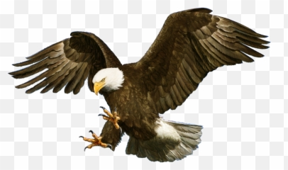 Eagle Png - How Can Import Psd File From Photoshop To Transparent Eagle White Background