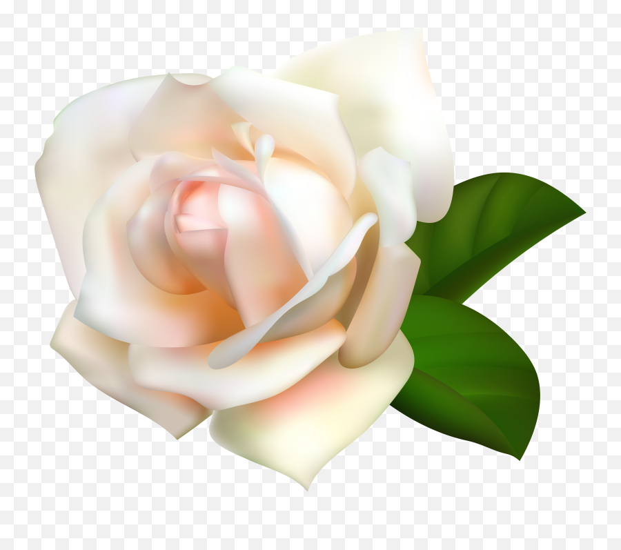 Garden Roses Centifolia Pink Clip - White Roses Transparent Background Png,White Rose Png