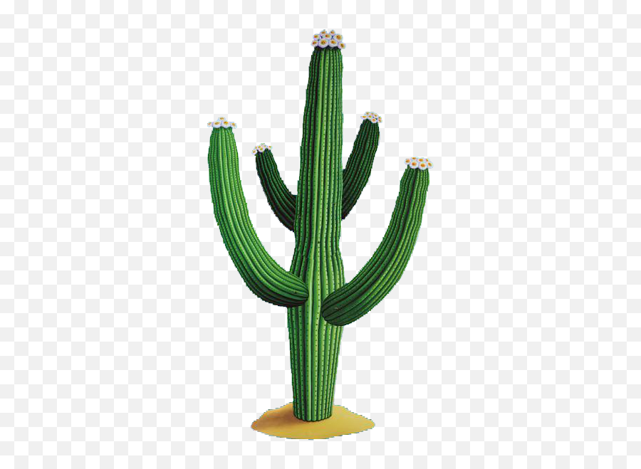 Cactus Vector Transparent U0026 Png Clipart Free Download - Ywd Mexican Cactus,Watercolor Cactus Png