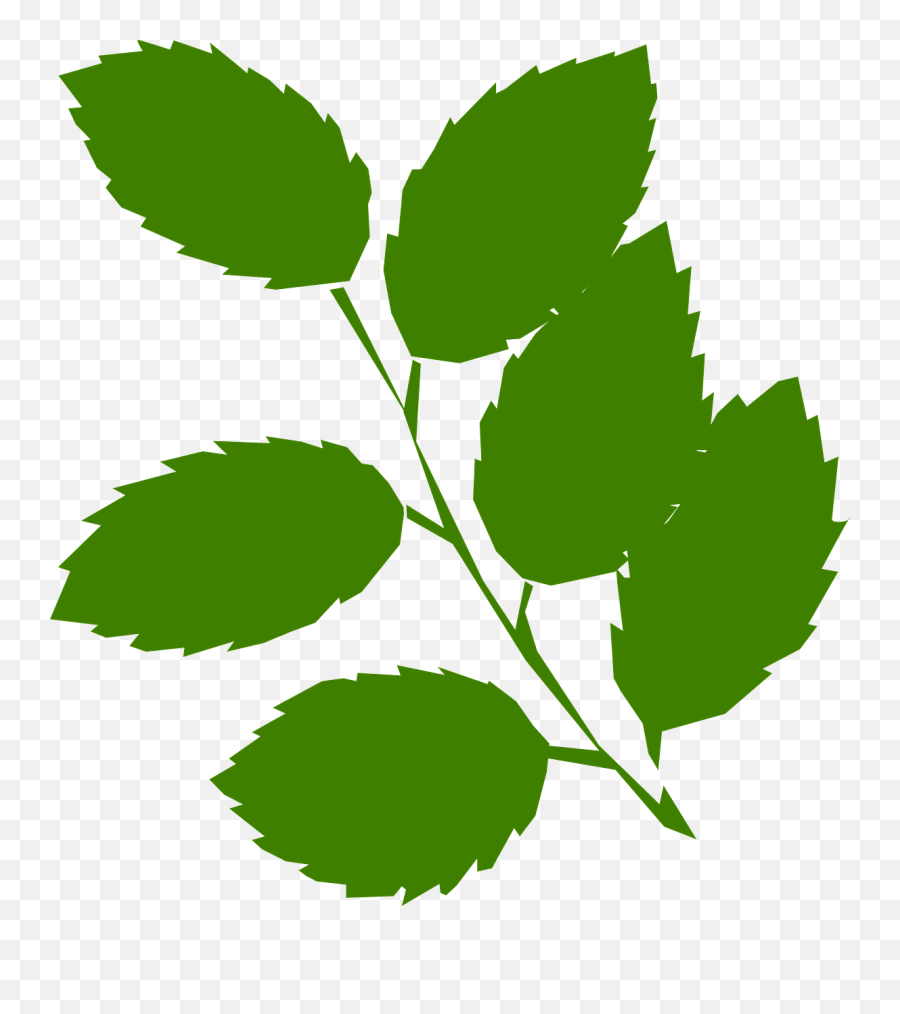 Leaves Twig Green - Free Vector Graphic On Pixabay Green Leaves Clip Art Png,Twigs Png