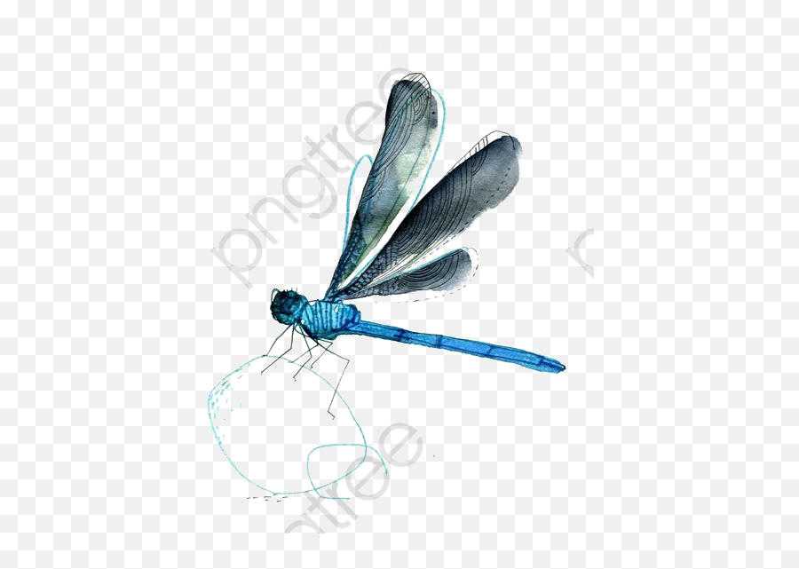 Dragonfly Clipart Real Png