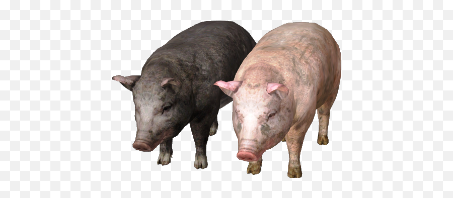 Download Free Png Image - Pig Images Hd Png,Pig Png