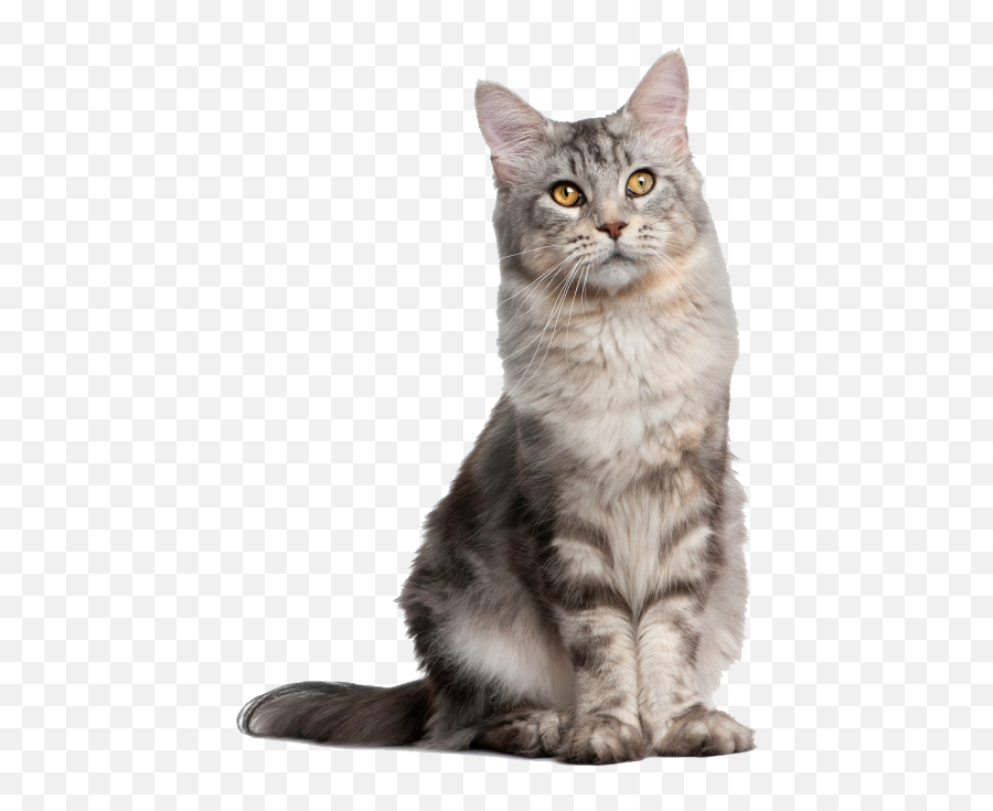 Pretty Cats Transparent Png Clipart - Cat Sitting Png,Cute Cat Png