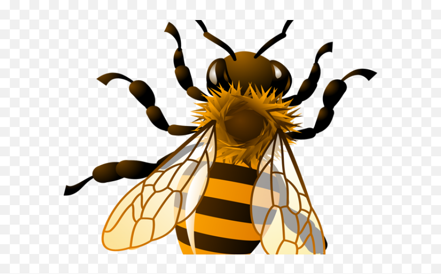 Realistic Bee Clipart - Transparent Background Honey Bee Clipart Png,Bee Transparent Background