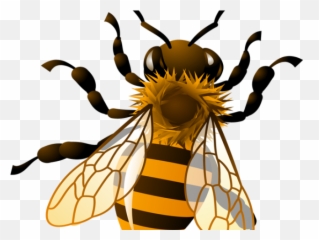 Realistic Bee Clipart - Transparent Background Honey Bee Clipart Png,Bee Transparent Background