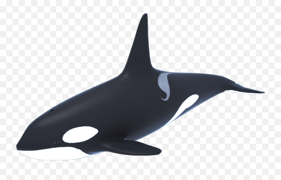 Killer Whale Png - Orca 3d Model Free,Orca Png