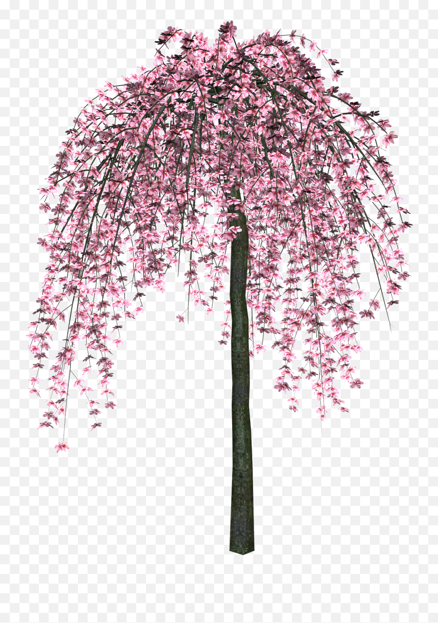 Sakura Png Cherry Blossom Tree