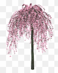 Sakura Png