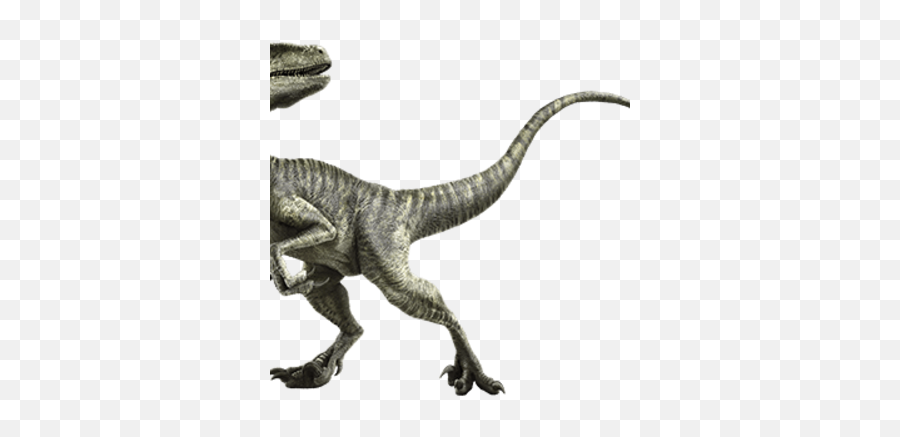 Velociraptor - Velociraptor Deinonychus Png,Velociraptor Png