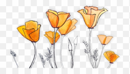 Miranda Buxton Therapy - Eschscholzia Californica Png,Poppy Png