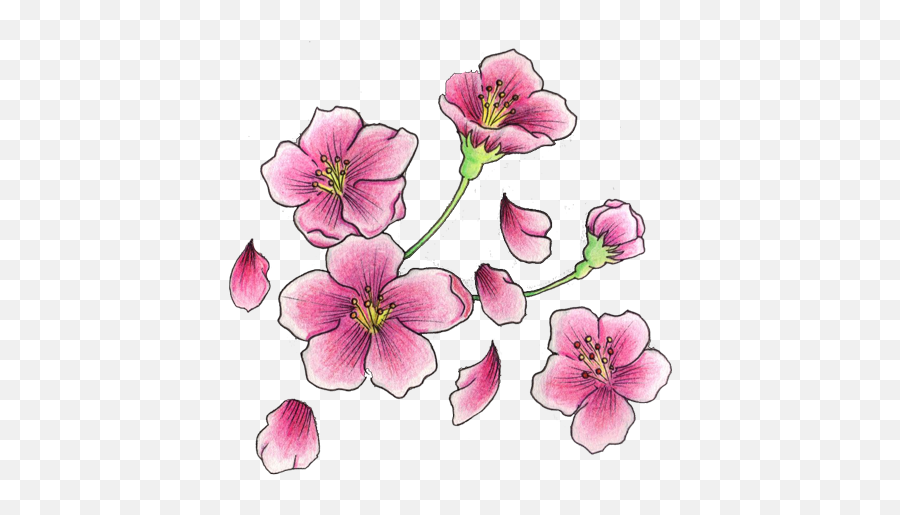 Right Shoulder Cherry Blosoom Flowers Tattoo - Cherry Blossom Flower Tattoo Png,Flower Tattoo Png