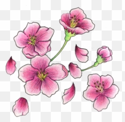 Right Shoulder Cherry Blosoom Flowers Tattoo - Blossom png