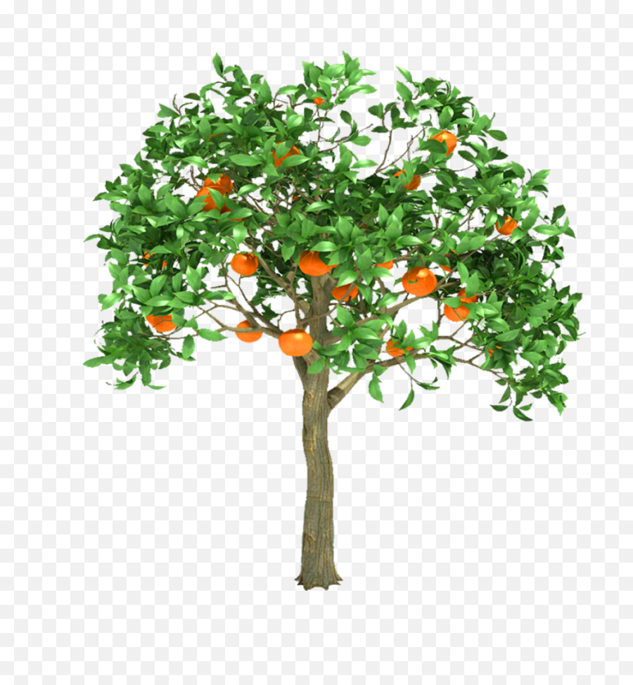 Fruit Tree Png - Orange Fruit Trees Png,Fruit Tree Png