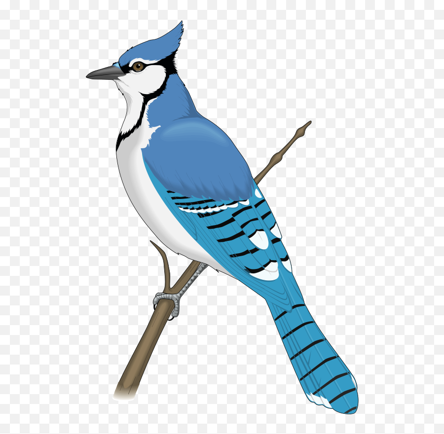 Clip Art - Blue Jay Bird Clipart Png,Blue Jay Png