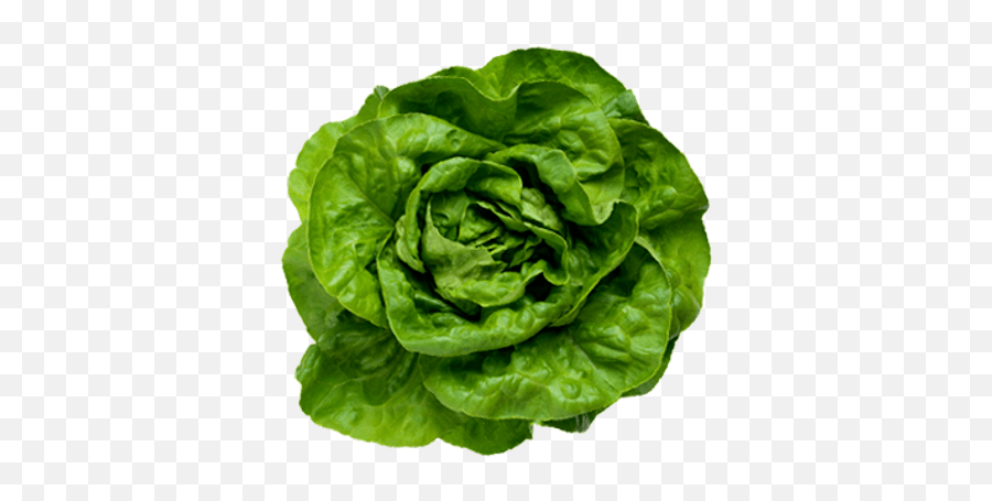 Lettuce Transparent Png - Lettuce,Salad Transparent Background