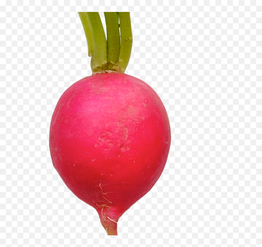 Radish Png Image With No Background