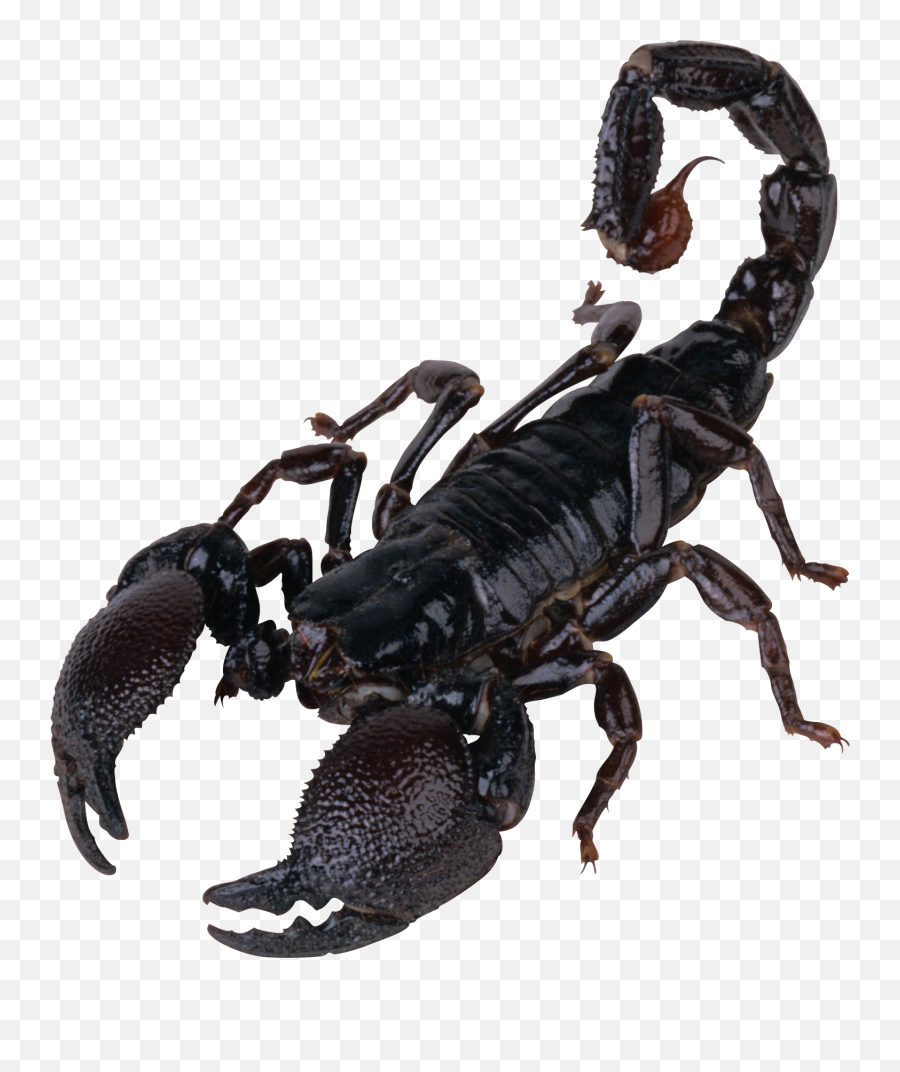 Free Transparent Cc0 Png Image Library - Scorpion Png,Scorpion Png