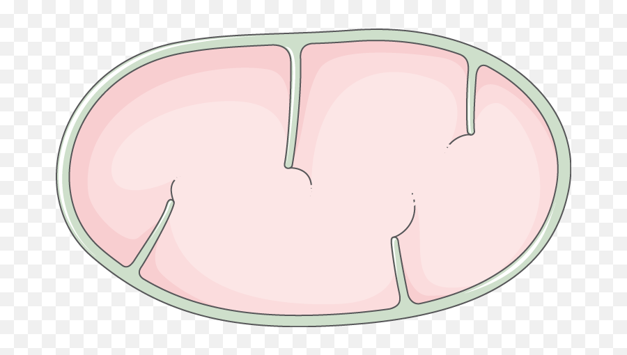 Mitochondria - Circle Png,Mitochondria Png