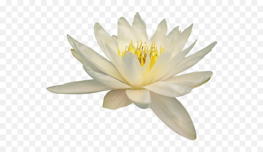 Nelumbo Nucifera Water Lily Flower - White Lotus Flower Transparent Png,Water Lily Png