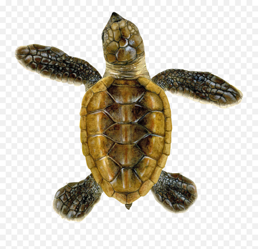 Hawksbill U2014 Upwell - Hawksbill Sea Green Turtle Transparent Png,Turtle Transparent