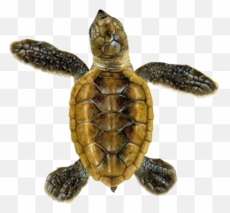 Hawksbill U2014 Upwell - Hawksbill Sea Green Turtle Transparent Png,Turtle Transparent
