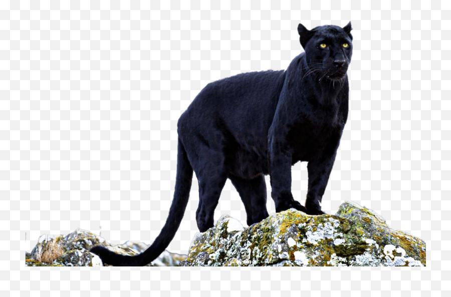 Beautiful Black Panther Eyes Wild Animal Claws - Black Panther Standing Animal Png,Black Panther Transparent Background