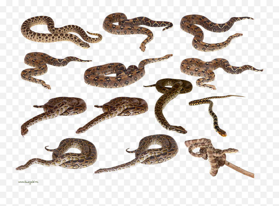 Snake 2 Clip Art - Snakes Png,Snake Emoji Png