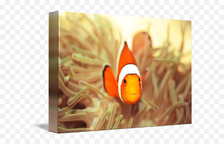 Clownfish By Dmitry Volochaev - Clownfish Close Png,Clownfish Png