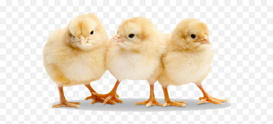 Chick Png Images Transparent Free Downlo 640343 - Png Baby Chicks,Baby Transparent Background