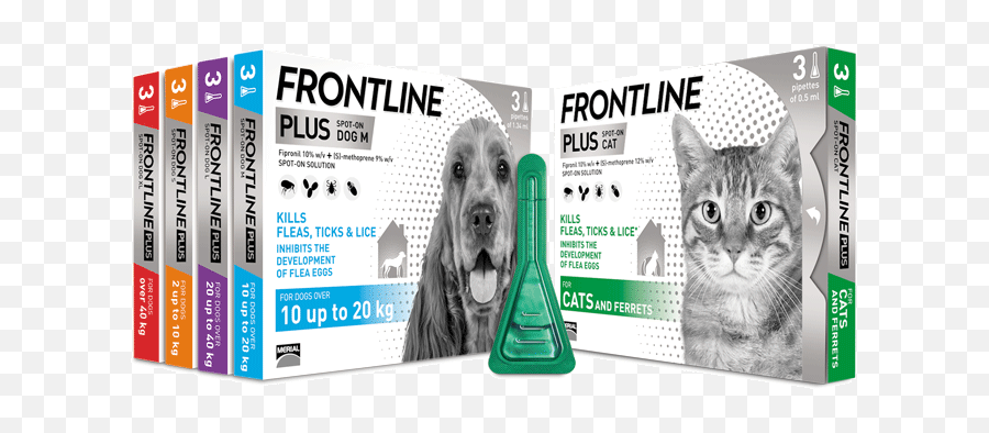 Help Fleas In House But No Pets Frontline - Cat Supply Png,Flea Png