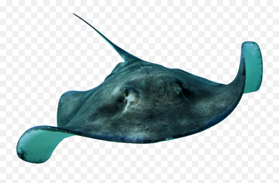 Stingray Png Hd Transparent - Real Sea Animals Png,Stingray Png