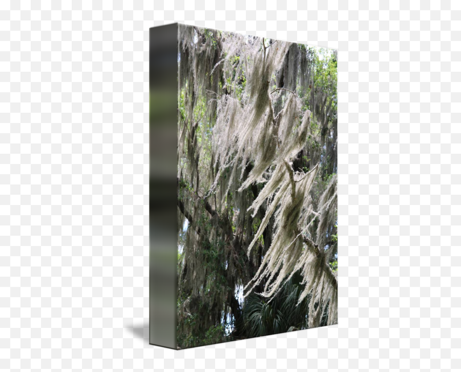 Florida Wind Through Spanish Moss - Willow Png,Spanish Moss Png