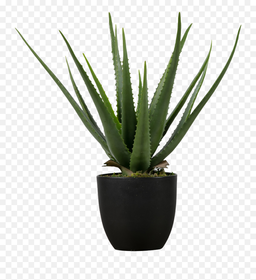 Aloe Vera - Aloe Vera Png,Aloe Vera Plant Png