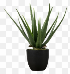 Aloe Vera - png