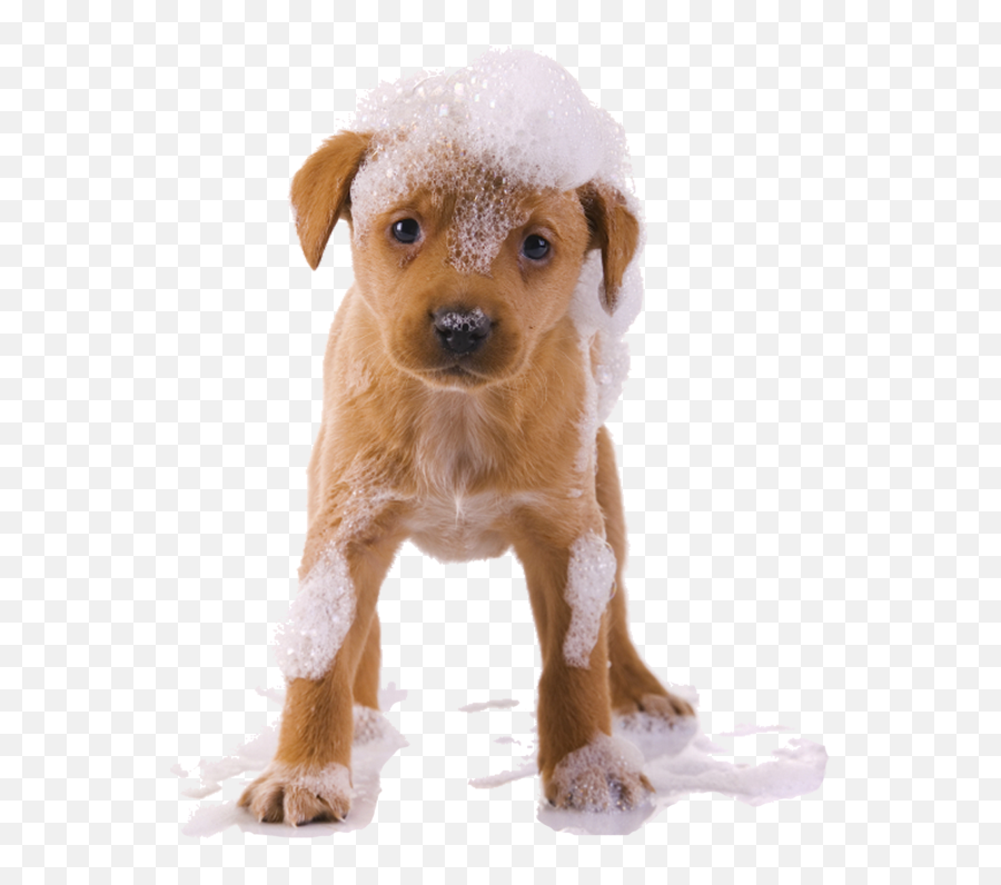 Dog Bath Png Transparent Bathpng Images Pluspng - Dog Bath Png,Dogs Png