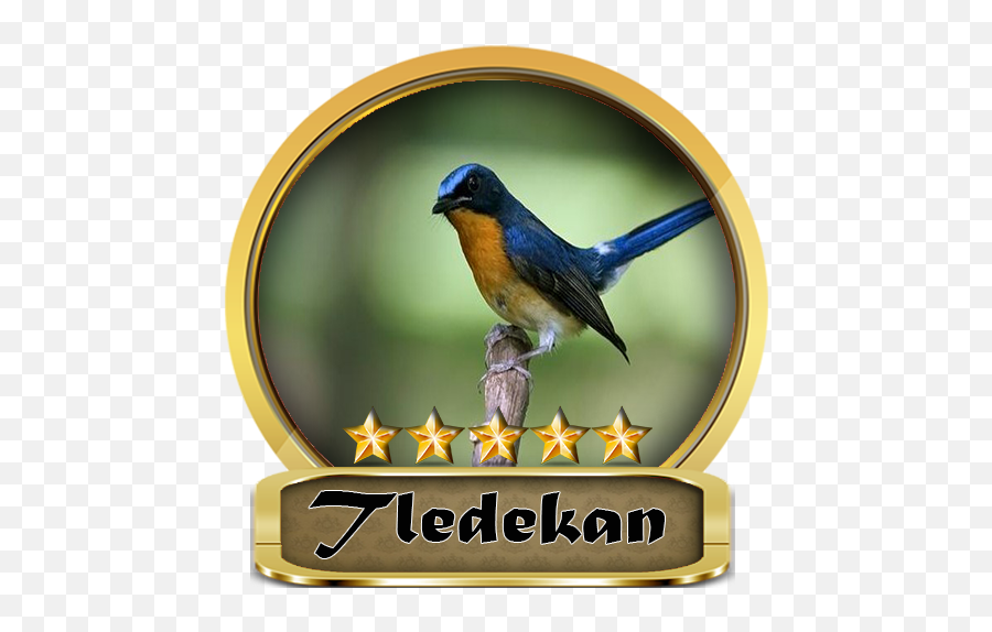 Chirping Tledekan Champion Apk 10 - Download Apk Latest Version Eastern Bluebird Png,Bluebird Icon