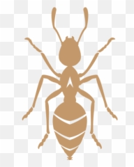 Stone Hill Chocolate U2013 The Tree To Bar - Ant Vector Png,Antd Icon
