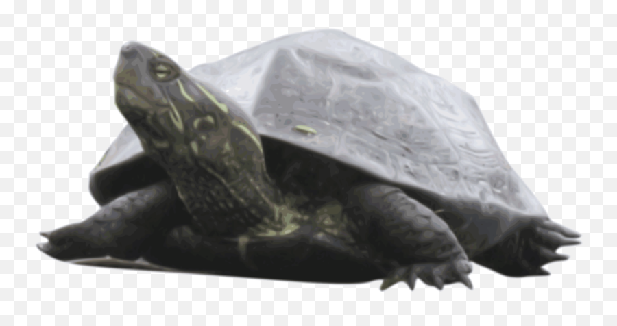 Turtlereptiletortoise Png Clipart - Royalty Free Svg Png Common Snapping Turtle Png,Toroise Icon