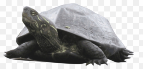 Turtlereptiletortoise Png Clipart - Royalty Free SVG Common Snapping Png
