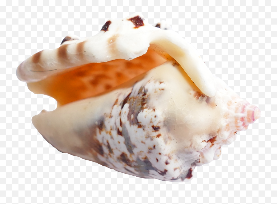 Download Sea Shell Png Image For Free - Portable Network Graphics,Sea Shell Png