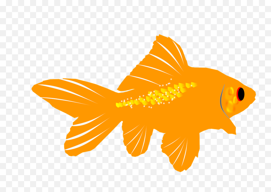 Goldfish Png Images Free Download - Ikan Mas Kartun Lucu,Fish Swimming Png