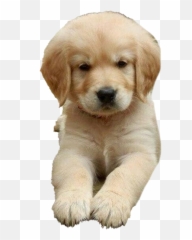 Golden Retriever Puppy Png Images All - Golden Retriever Puppies For Sale Uk,Transparent Puppy