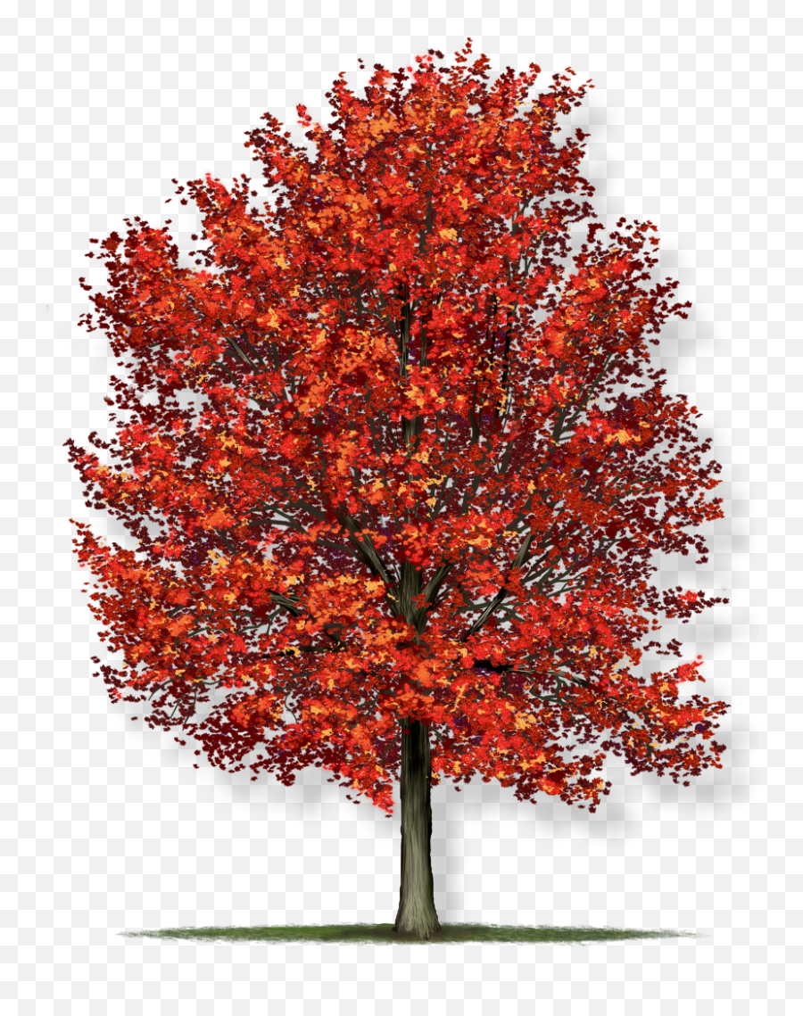 Acer Rubrum Red Maple Tree - Red Maple Tree Png,Red Tree Png