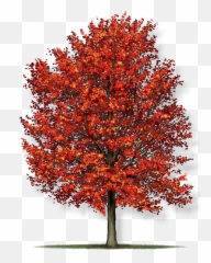 Acer Rubrum Red Maple Tree - Png
