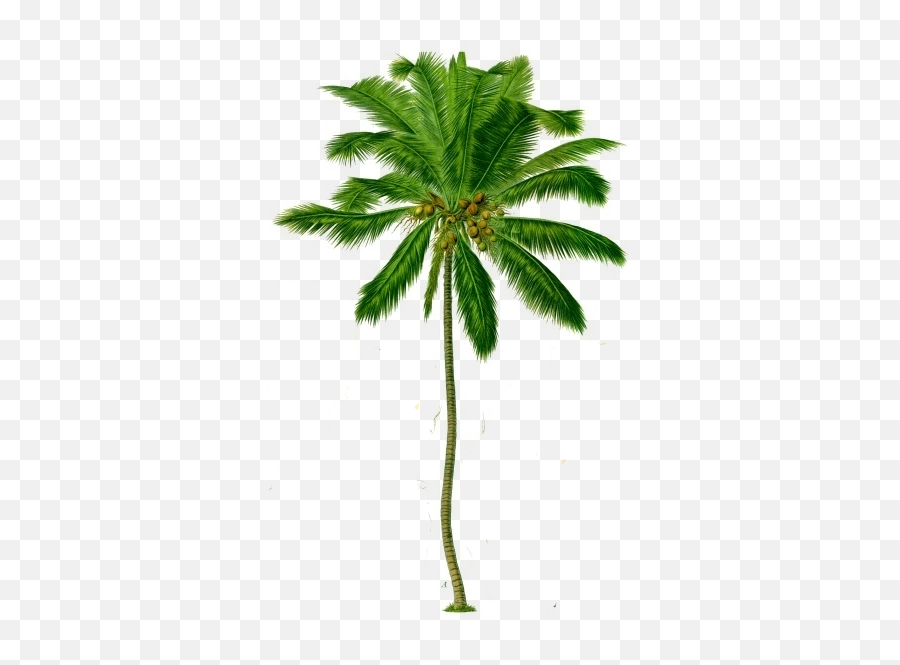 Coconut Tree Png Transparent Background 46407 - Free Icons Transparent Coconut Tree Png,Coconut Png