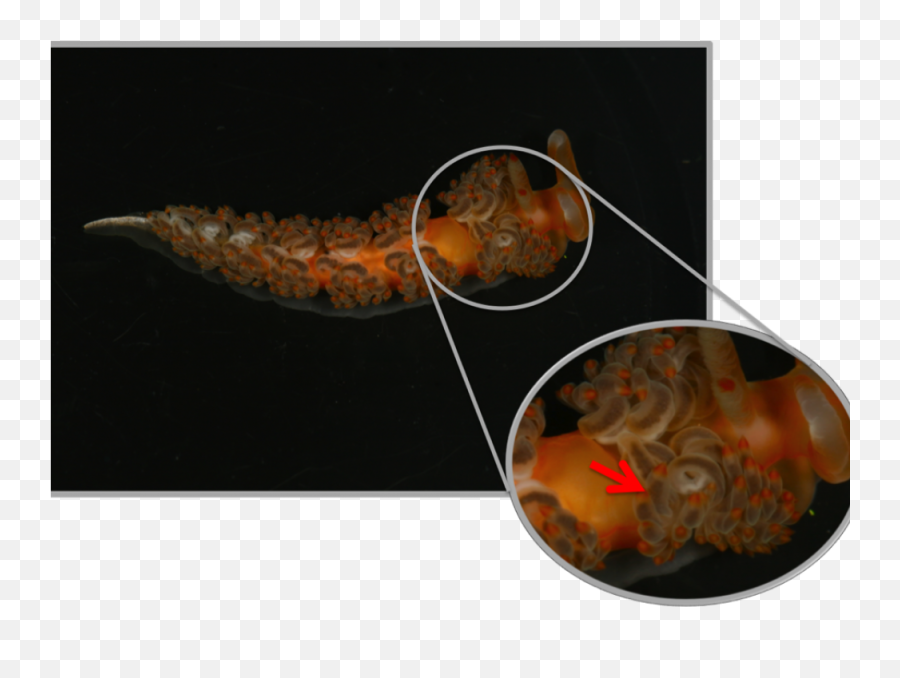 How Sea Slugs Steal The Defenses Of Their Prey Smithsonian - Marine Biology Png,Jellyfish Transparent Background