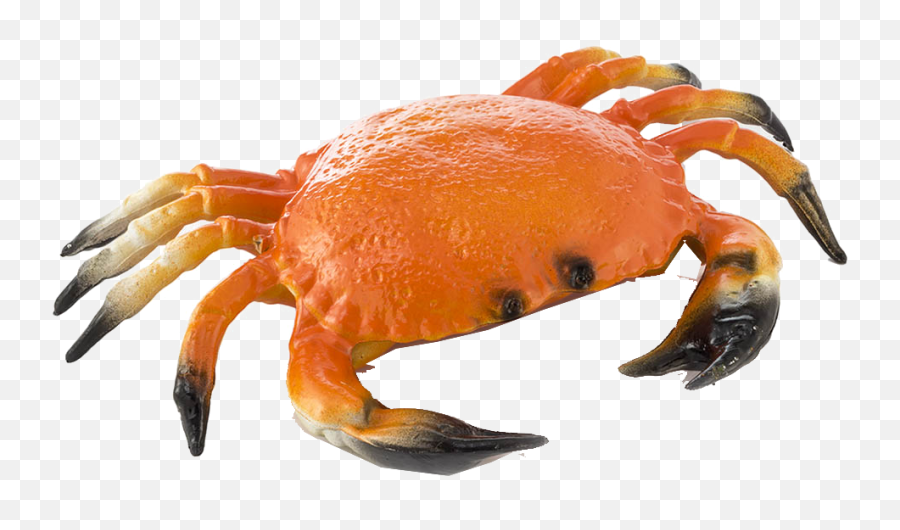 Crab Png Transparent Background