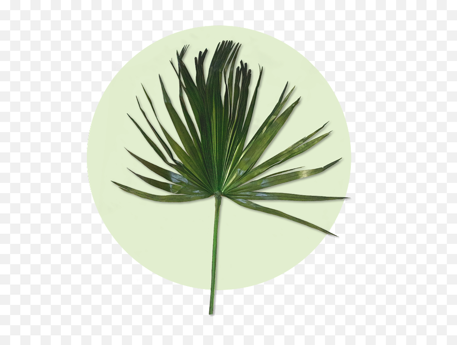 The Experts For Preserved Palm - Fronds Pond Pine Png,Palm Frond Png